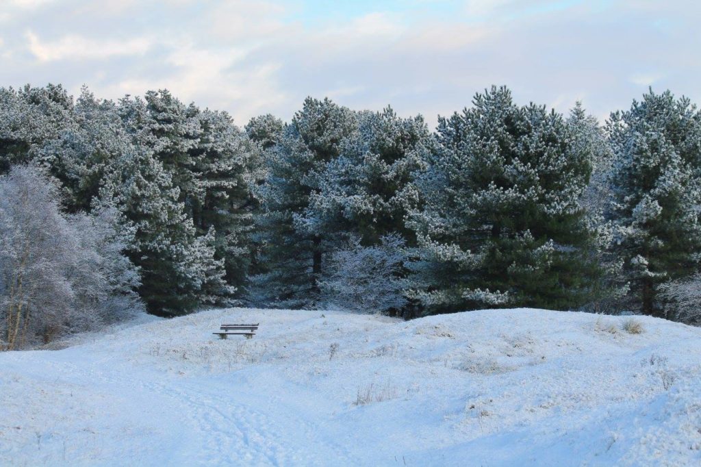 Verschneiter Wald