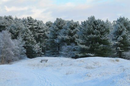 Besneeuwd Bos