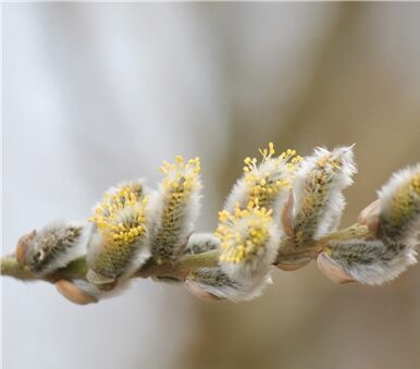 Spring letter Spring arrangement